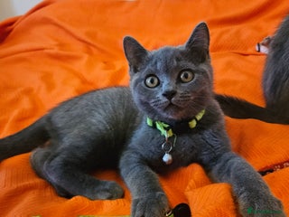 British Shorthair cats - Advert 13