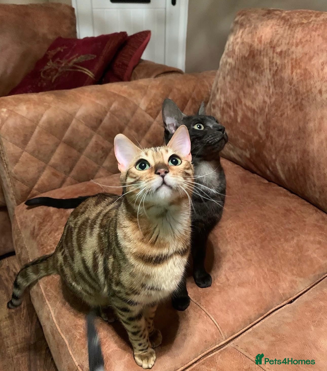 Bengal cats Bengals for sale  - Advert 1