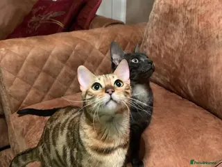 Bengal cats Bengals for sale - Advert 1