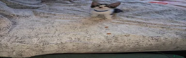Mixed Breed 2