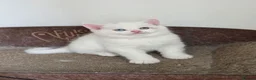 British Shorthair cats for sale: Beautiful British Shorthair Longhair Kittens TICA - Advert 9