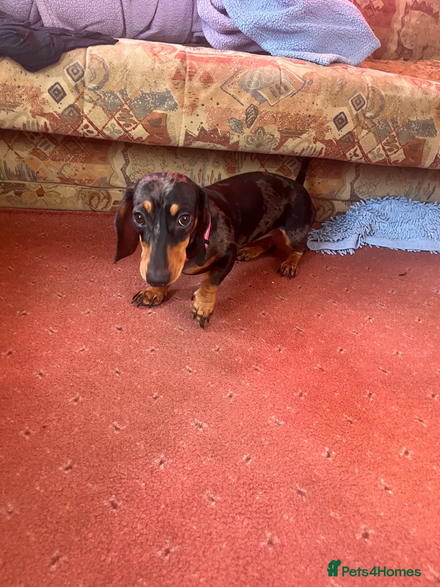 Miniature Dachshund dogs Miniature datchsund  - Advert 1