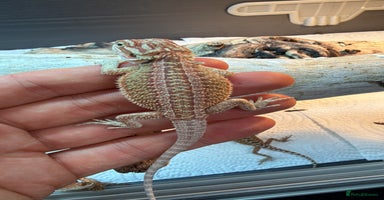 Bearded Dragon reptiles - Advert 2