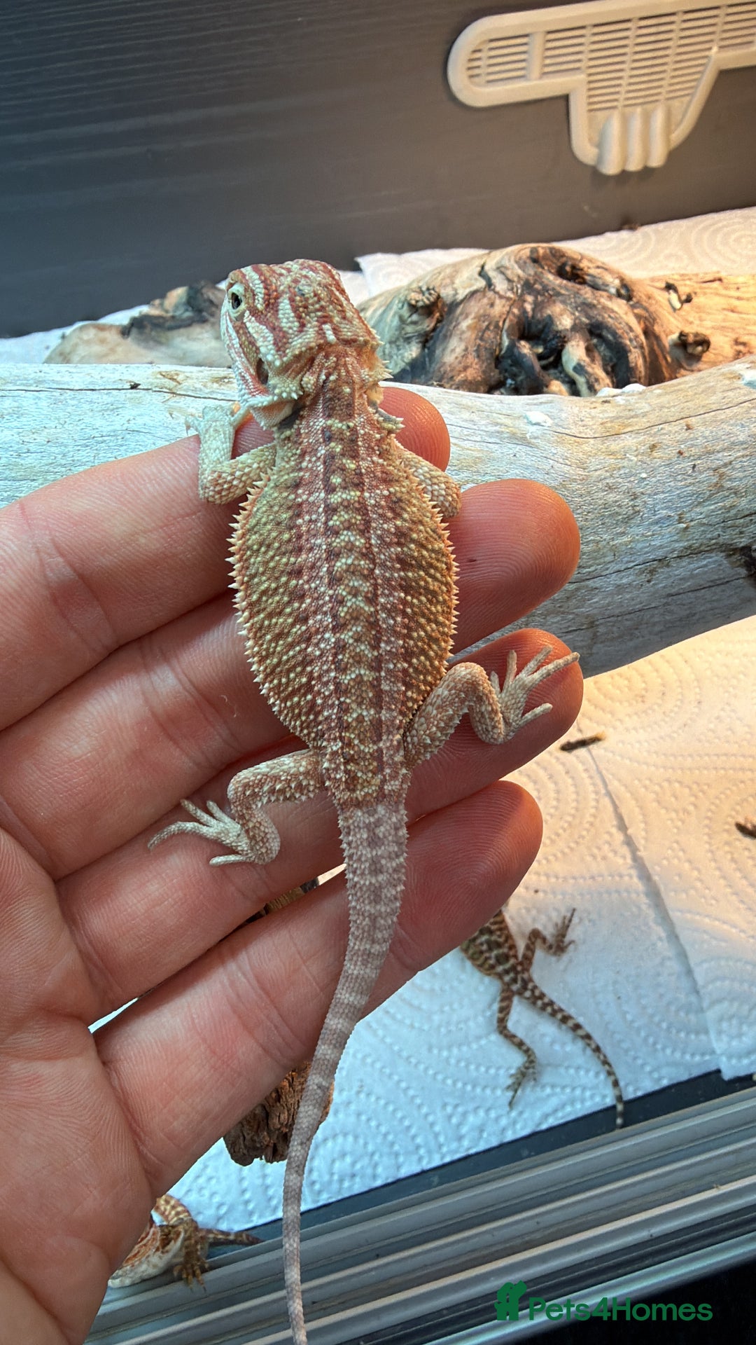 Bearded Dragon reptiles for sale: Super red and Gstripe Baby Breaded dragons - Image 3