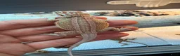 Bearded Dragon reptiles for sale: Super red Baby Breaded dragons - Advert 3