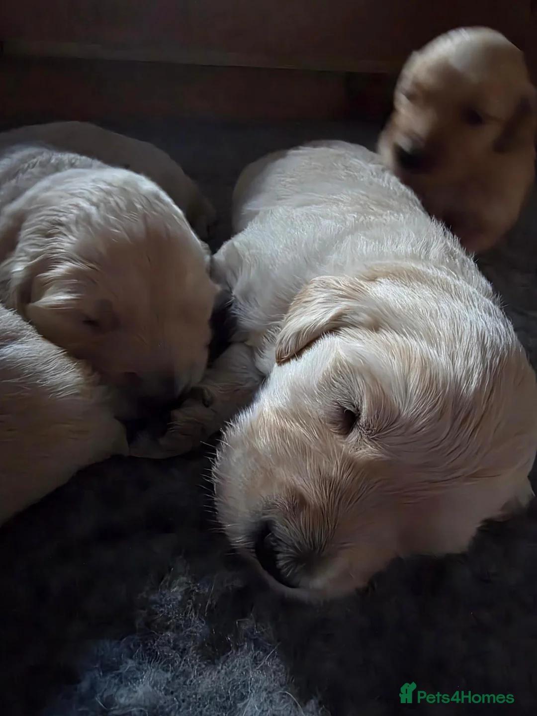 Goldendoodle dogs for sale: Adorable Goldendoodles in Pontypool - Advert 2