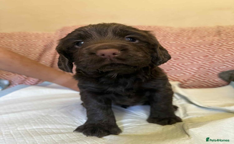 Sprocker dogs - Advert 1