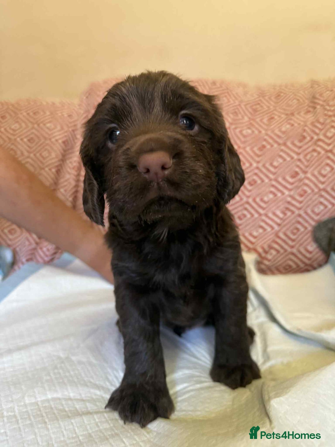 Sprocker dogs for sale: Beautiful sprocker boy - Image 1