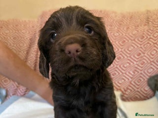 Sprocker dogs - Advert 5