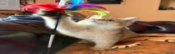 British Shorthair cats for sale: Ready Show quality golden chinchillas - Advert 6