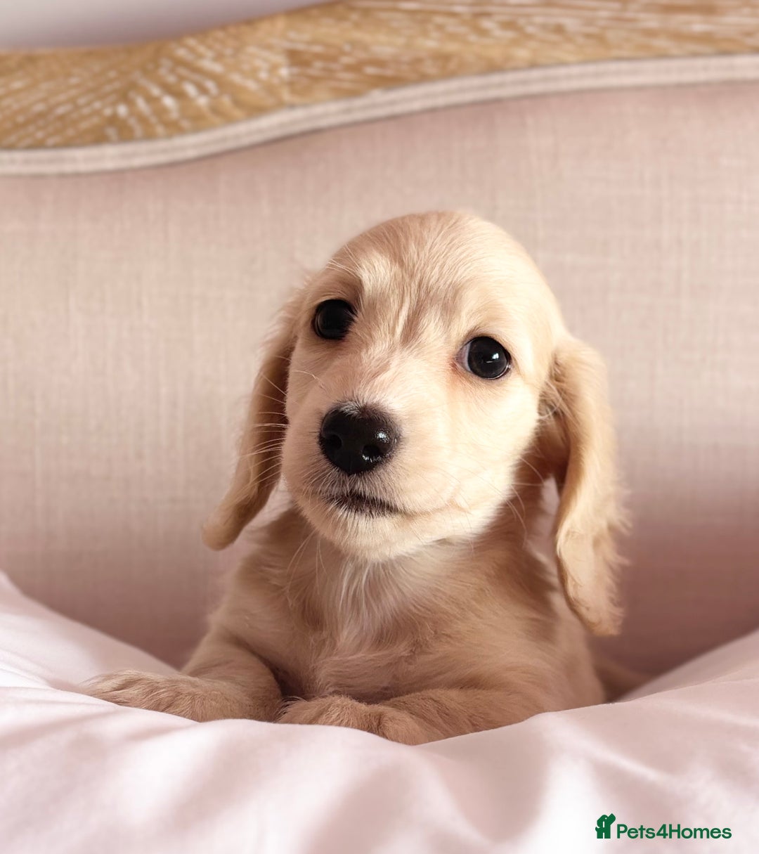 Miniature Dachshund dogs for sale: KC 🐶 Miniature Long Haired Cream Dachshund 🐶  - Advert 27