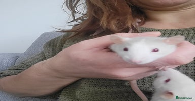 Rat rodents Mixed baby rats  - Advert 6