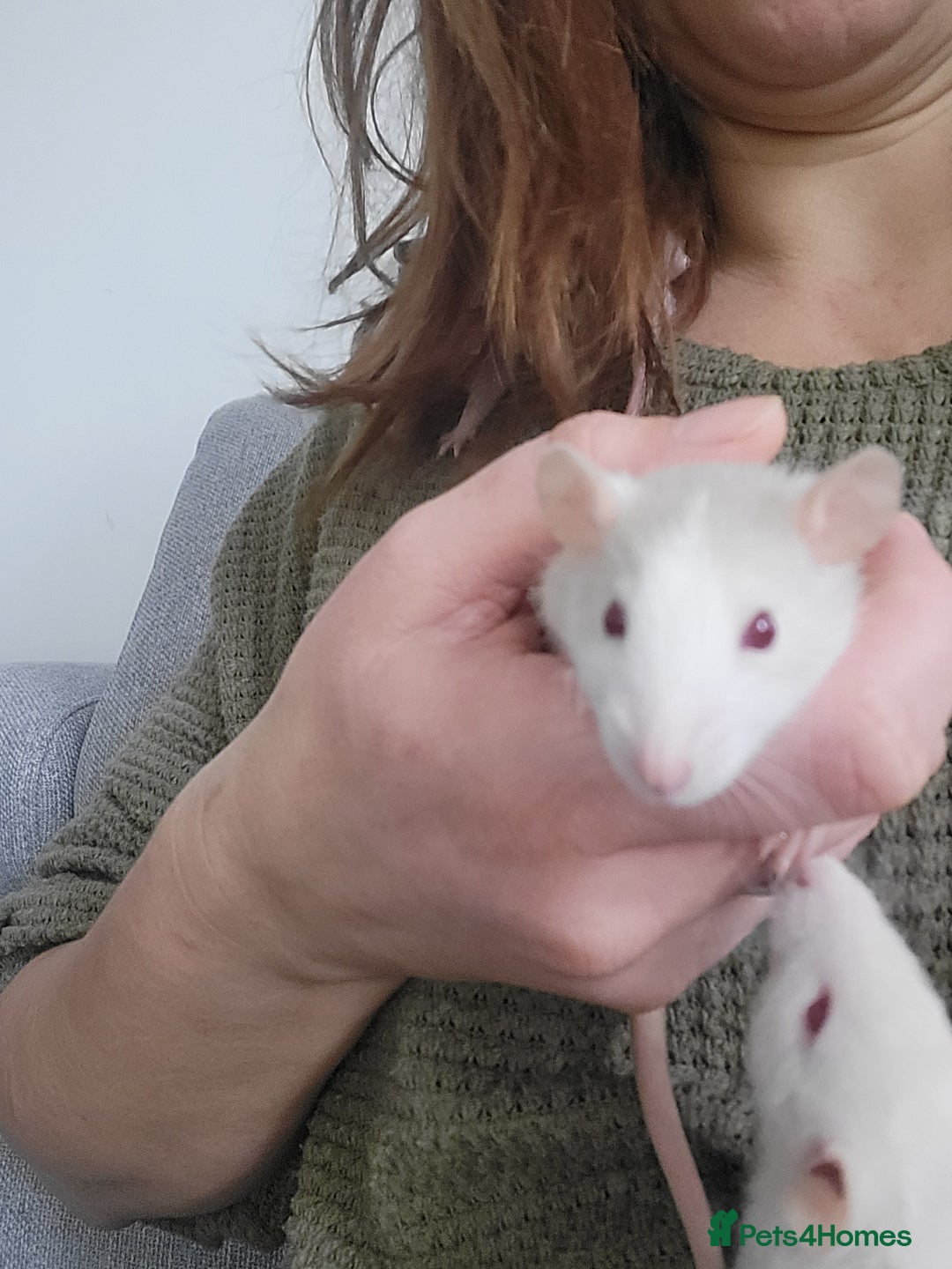 Rat rodents for sale: Mixed baby rats  - Advert 3