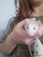 Rat rodents Mixed baby rats - Advert 9