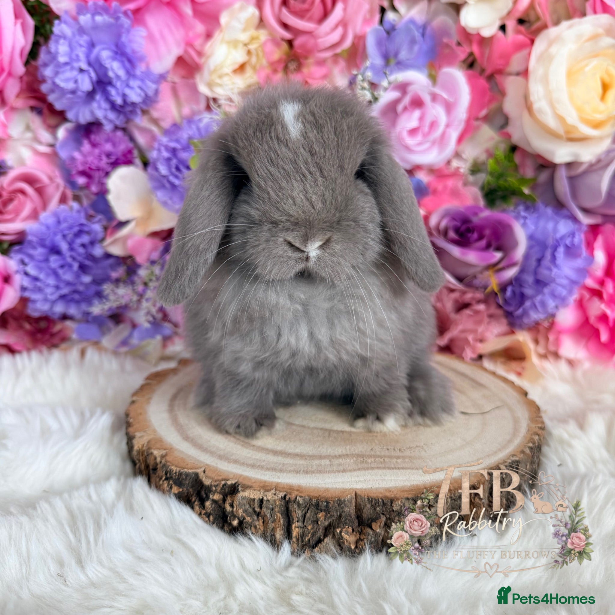 Mini Lop rabbits 🌸 Friendly Mini Lops & dm lionlops 🌸 xxx - Advert 3