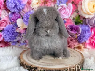 Mini Lop rabbits 🌸 Friendly Mini Lops & dm lionlops 🌸 xxx - Advert 3