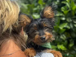 Mixed Breed dogs Mini-Max - Advert 2