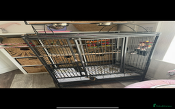 Ringnecks birds for sale: indian ring neck // cage - Image 3