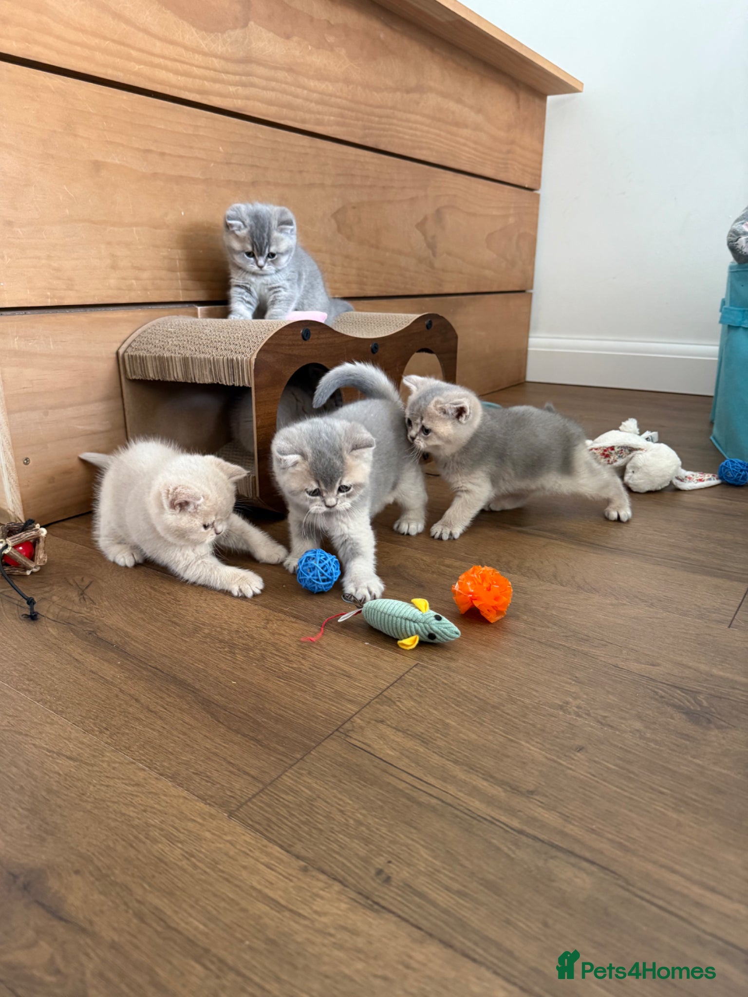 British Shorthair cats Beautiful BSH kittens GCCF reg - Advert 2