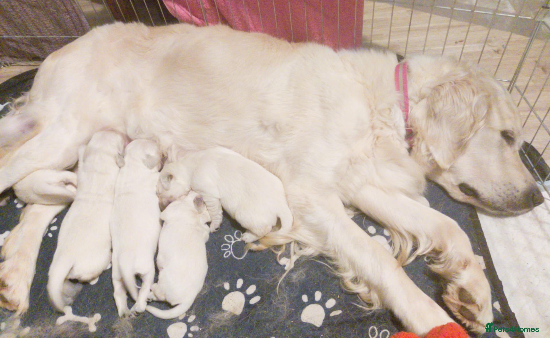 Golden Retriever dogs Superb WHITE K.Creg Golden Retriever puppies  - Advert 2