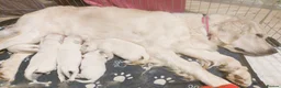 Golden Retriever dogs for sale: Superb WHITE K.Creg Golden Retriever puppies  - Advert 2