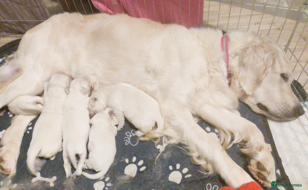 Golden Retriever dogs for sale: Superb WHITE K.Creg Golden Retriever puppies  - Advert 2