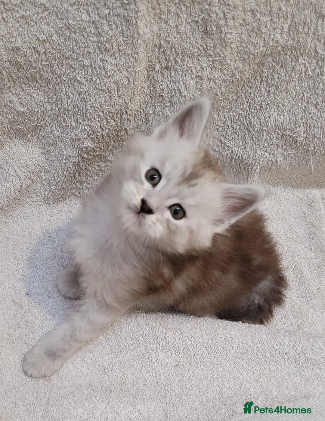 Maine Coon cats for sale: Tica registered Maine coon kittens  - Advert 12