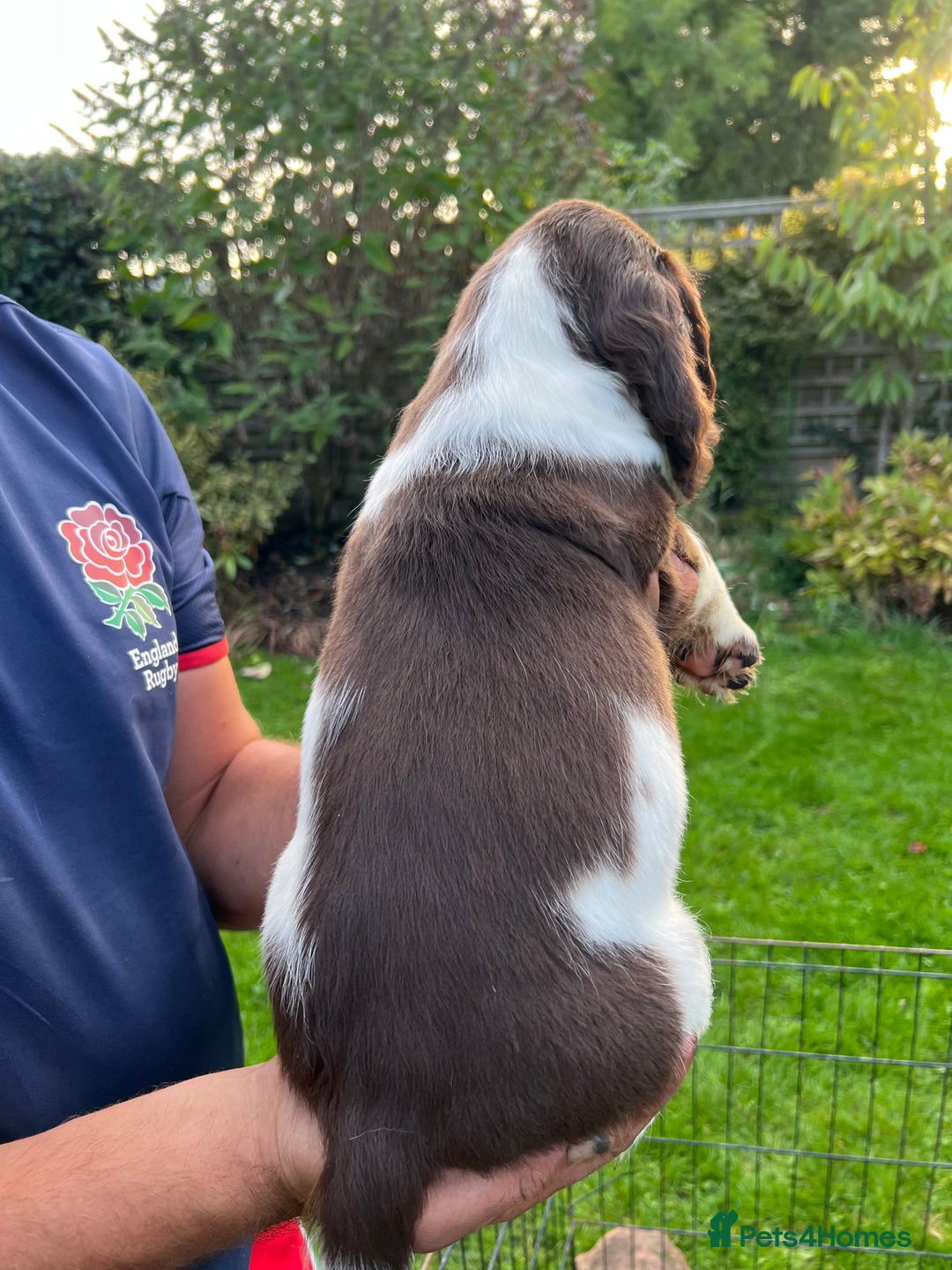 English Springer Spaniel dogs for sale: Traditional English springer spaniels  - Image 20
