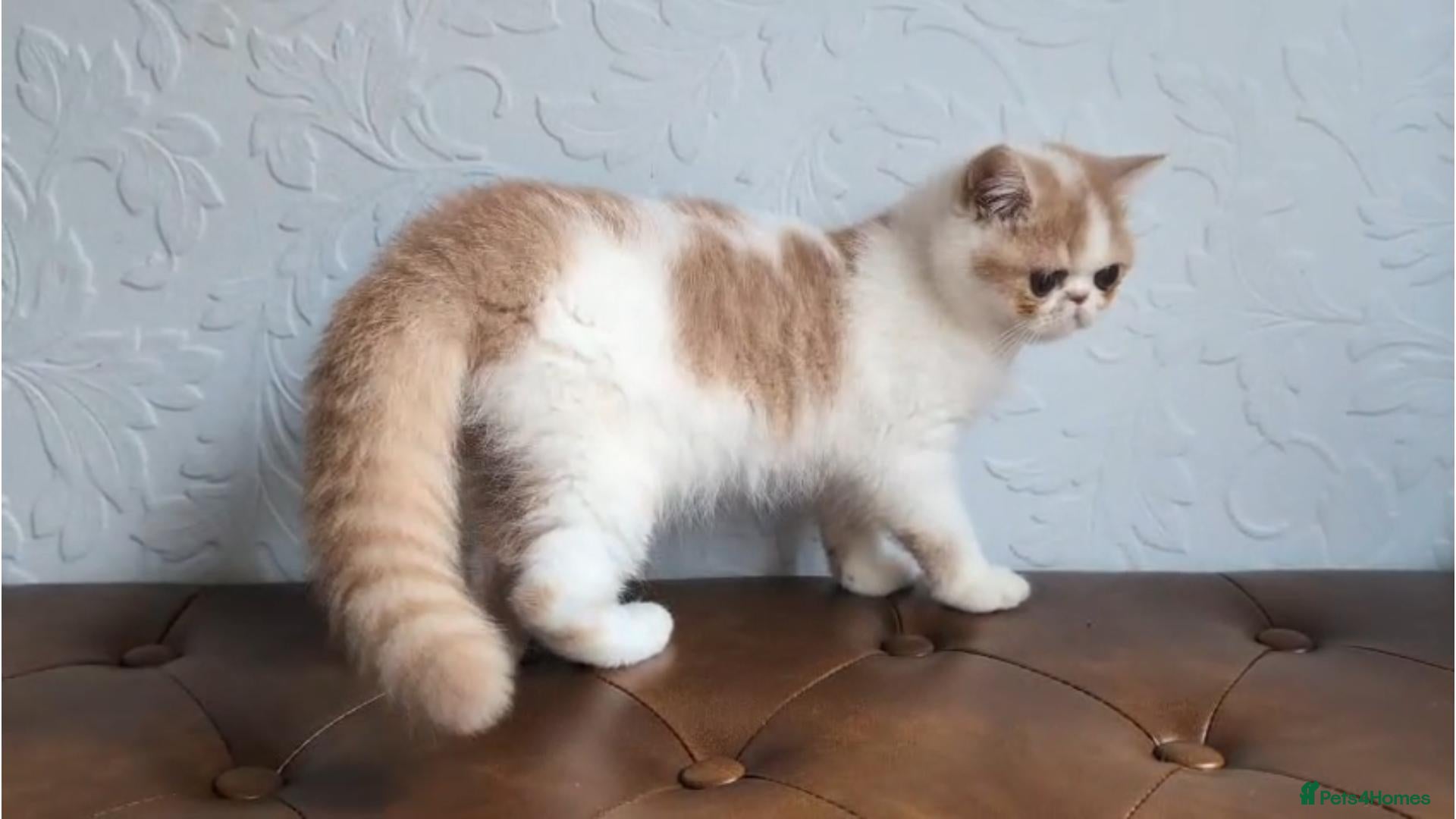 Persian cats Persian Kitten - Advert 1