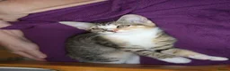Mixed Breed cats for sale: Gorgeous tabby & white female kitten -Swindon - Advert 1
