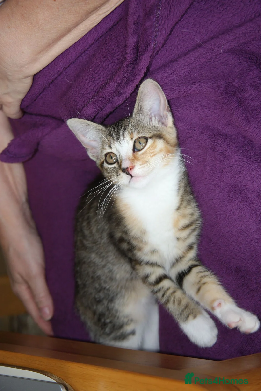Mixed Breed cats for sale: Gorgeous tabby & white female kitten -Swindon - Advert 1
