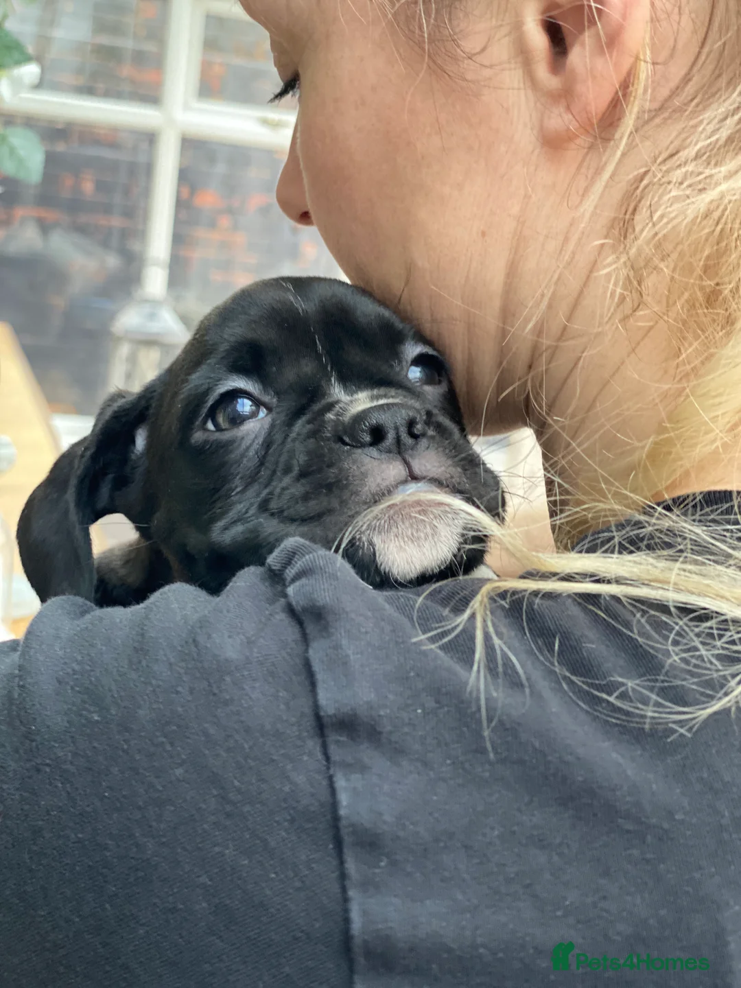 Mixed Breed dogs for sale: 🧬Kc reg mum black boxer & mini boxer pups 🤩 8wk - Advert 6
