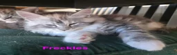 Maine Coon cats for sale: Rare Pure Breed Mainecoon Kitten - Advert 33