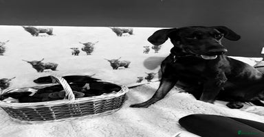 Dobermann dogs - Advert 2