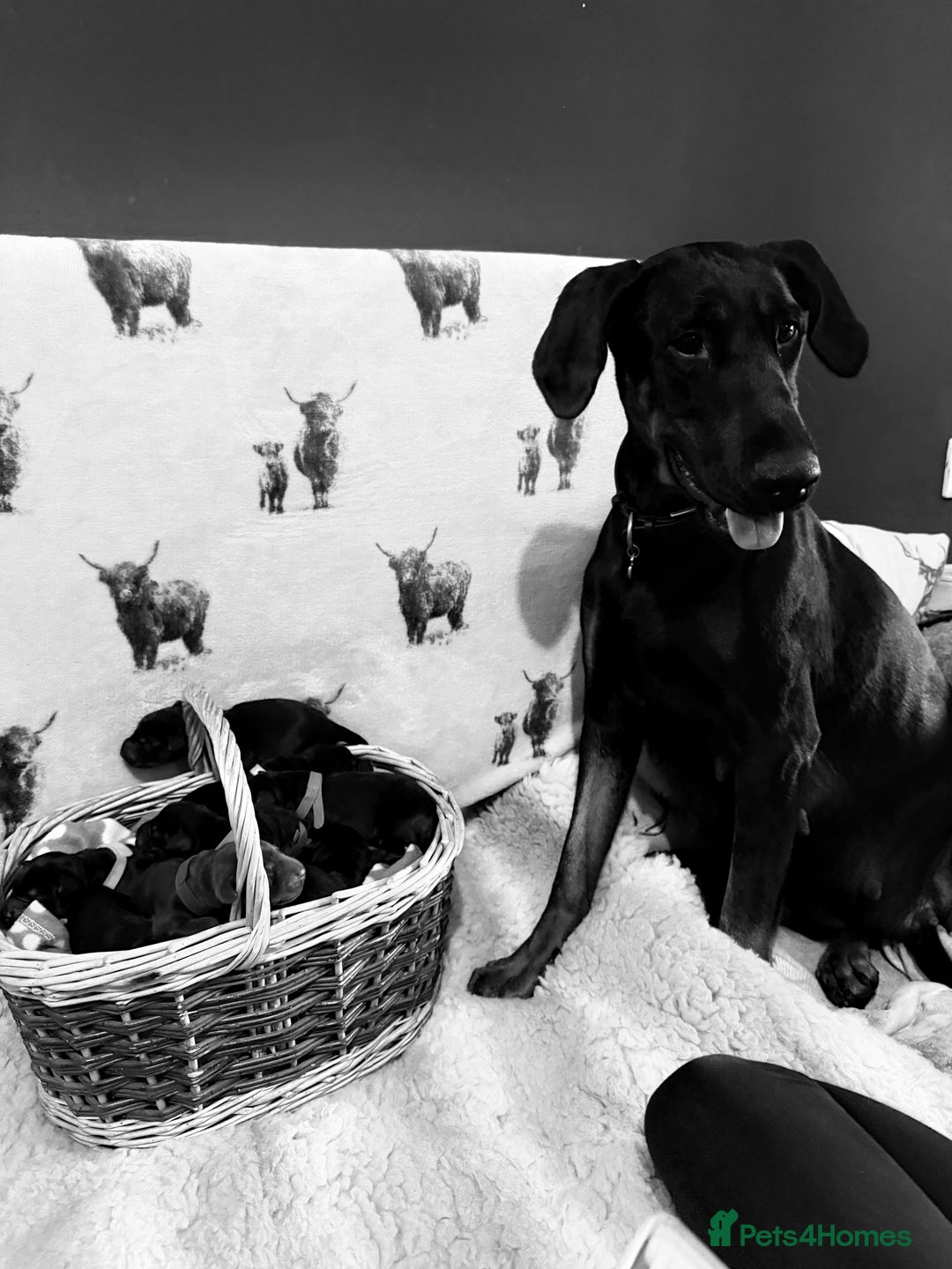 Dobermann dogs for sale: *Stunning Top/Best Bloodline Dobermanns For Sale* - Image 2