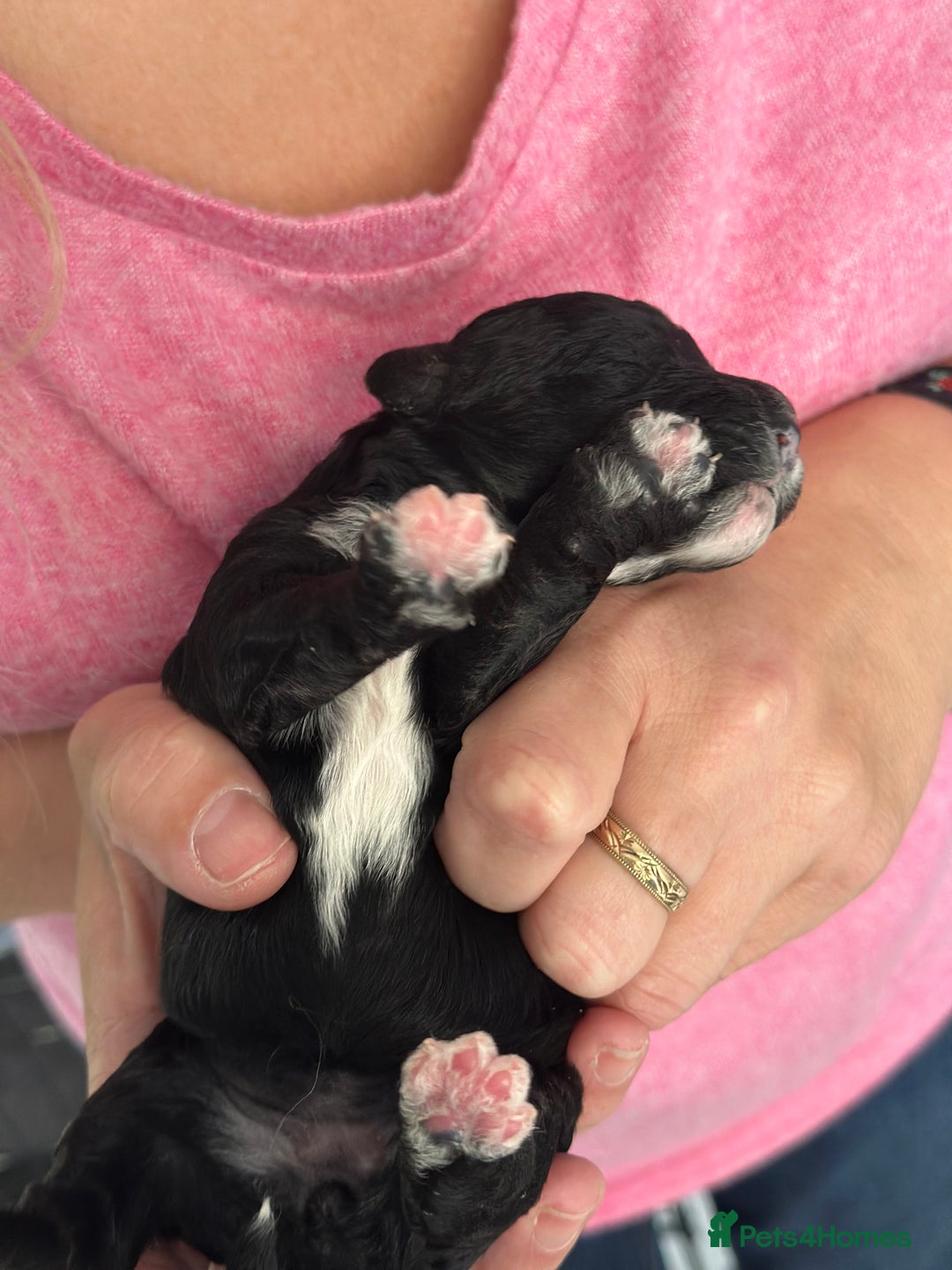 Poochon dogs for sale: Poochon puppies  - Image 19