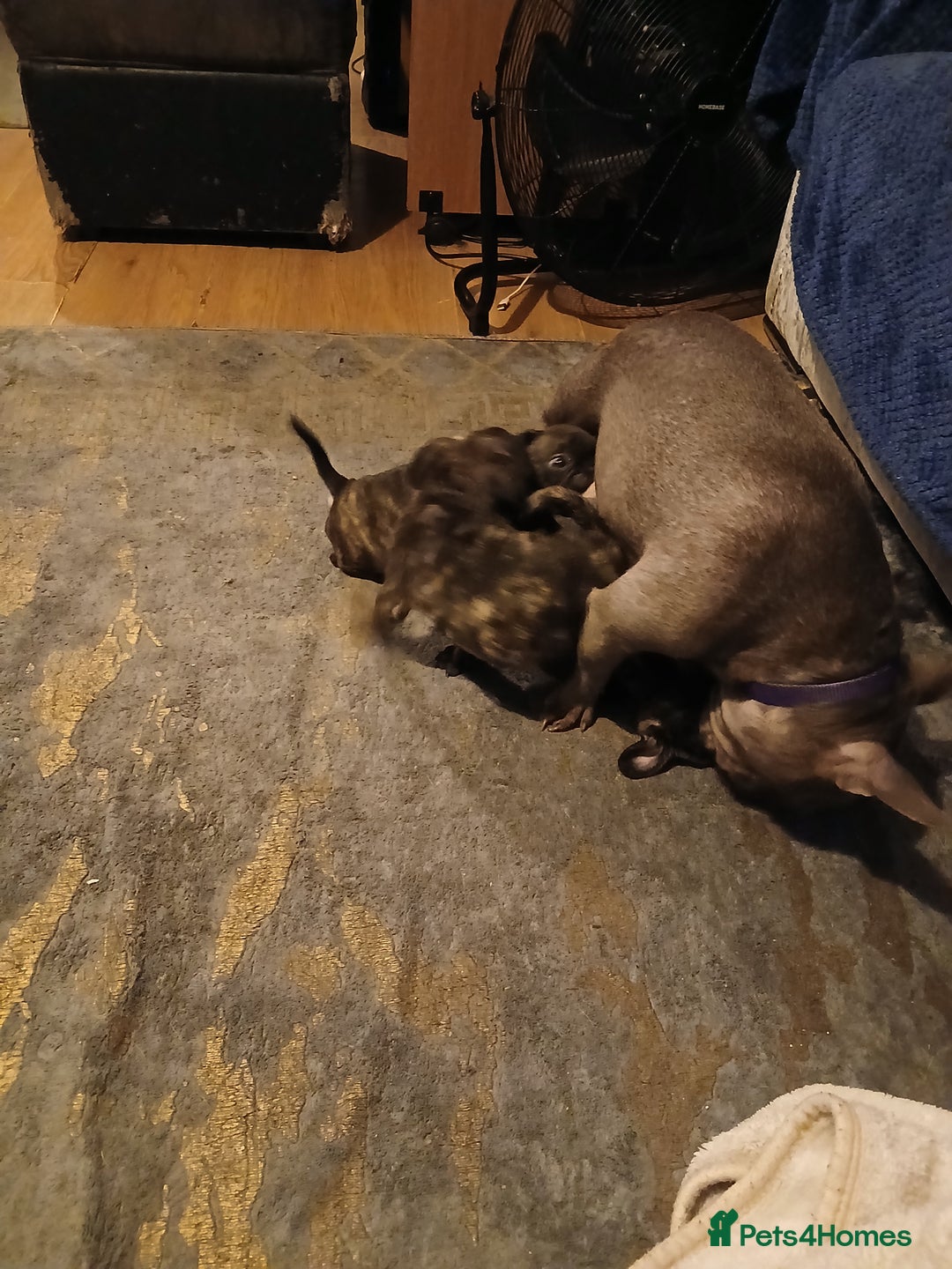 Frug dogs for sale: Two ten week old female frugs for sale - Image 3