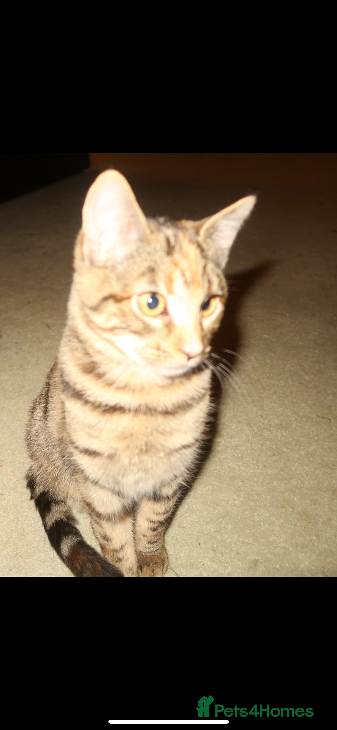 Bengal cats Mixed bengal kitten - Advert 1