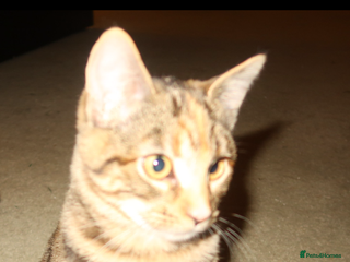 Bengal cats Mixed bengal kitten - Advert 2