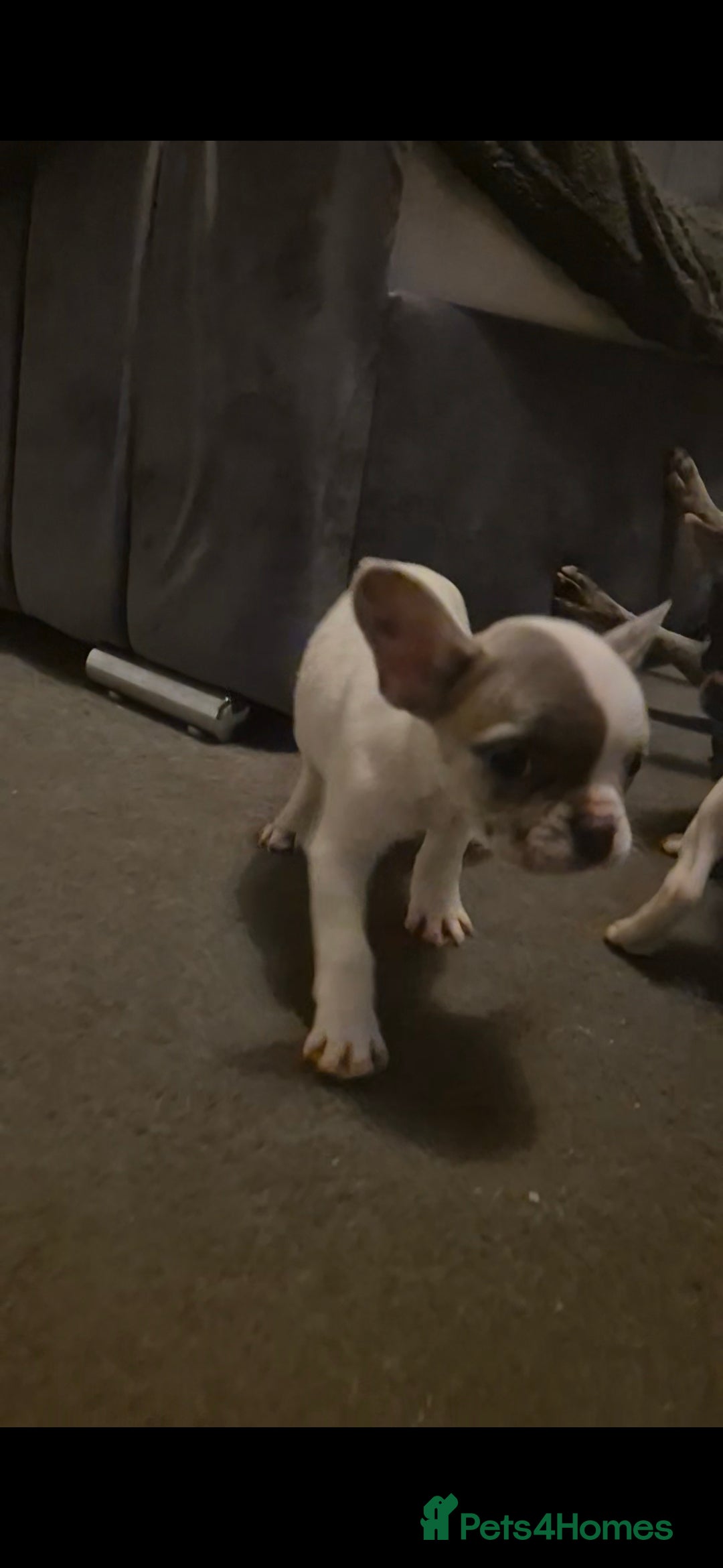French Bulldog dogs for sale: 5 french bulldogs left!! Ready now! - Advert 12