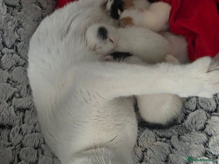 Domestic Shorthair cats - Advert 3