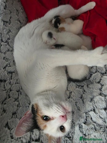 Domestic Shorthair cats - Advert 2