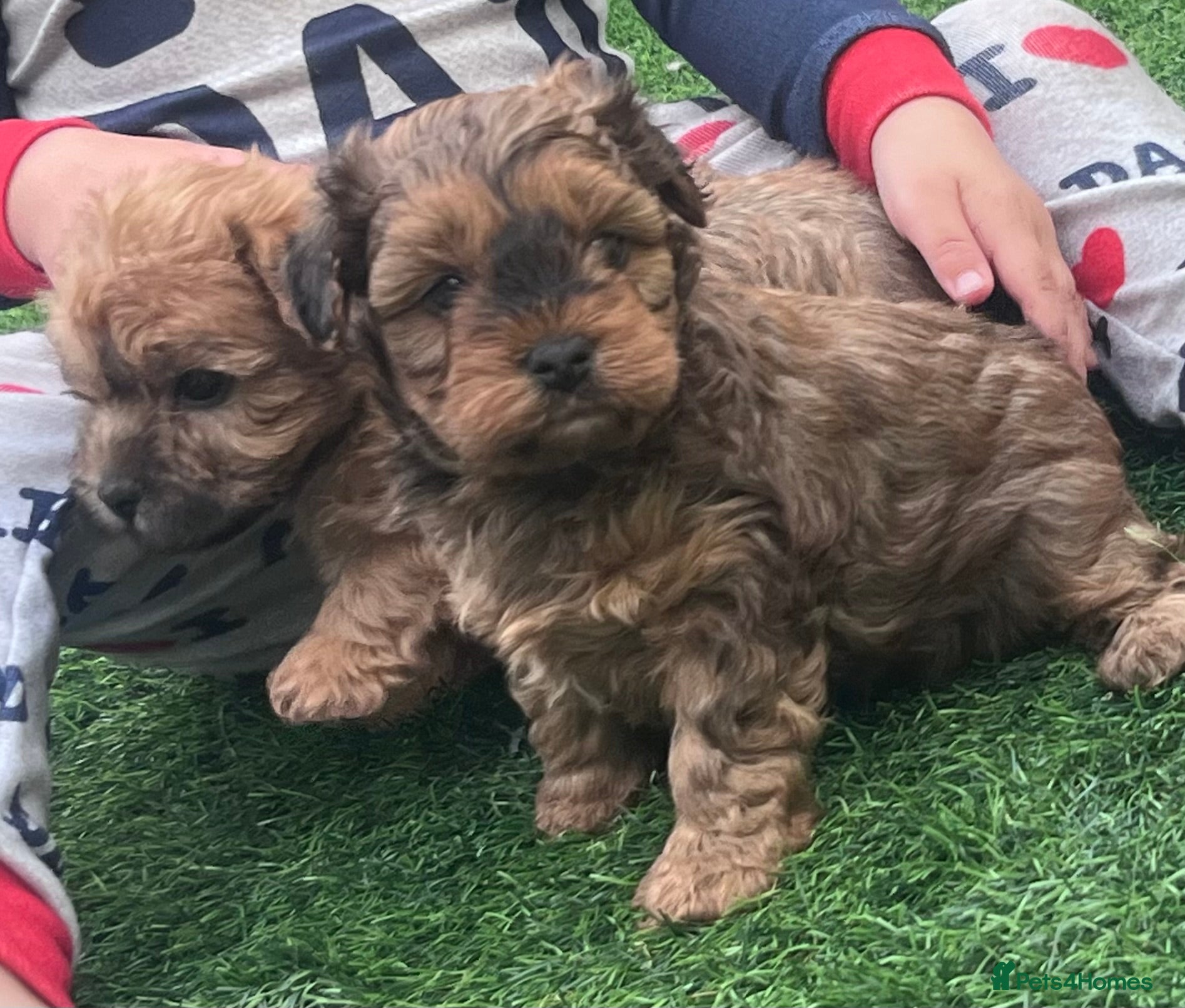 Yorkiepoo dogs Yorkiepoo Outstanding beautiful puppies - Advert 2