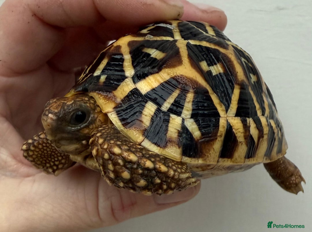 Tortoise reptiles for sale: Beautiful baby Indian star tortoises for sale  - Advert 5