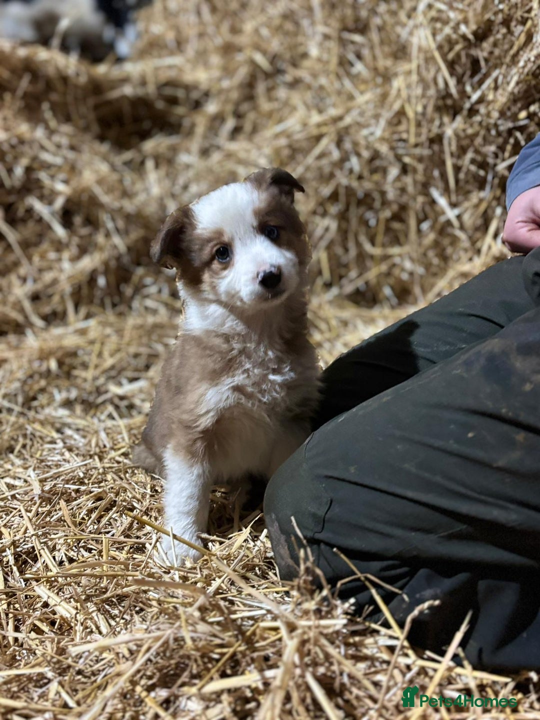 Mixed Breed dogs for sale: 4 collie x welsh collie pups  - Advert 4