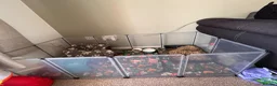 Guinea Pig rodents for sale: Two brothers for sale  in Burnham-on-Sea - Advert 5