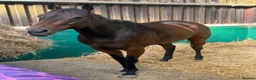 Irish Thoroughbred horses for sale: Smartie  - fun loving allrounder type  - Advert 2