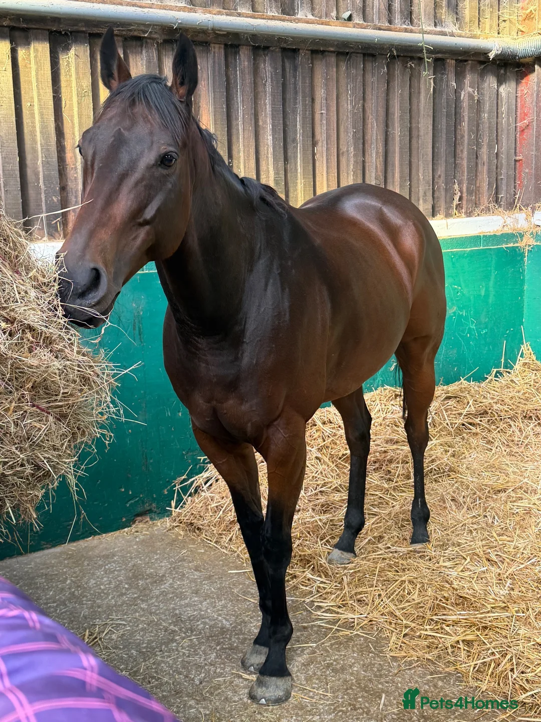 Irish Thoroughbred horses for sale: Smartie  - fun loving allrounder type  - Advert 2