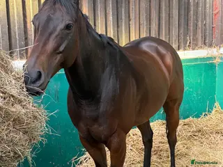 Irish Thoroughbred horses Smartie - fun loving allrounder type - Advert 2