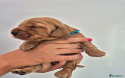 Cocker Spaniel dogs for sale: Kc reg Cocker Spaniels  - Image 2